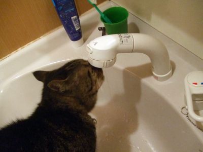 ++++うちのfelineちゃん　その2+++＋