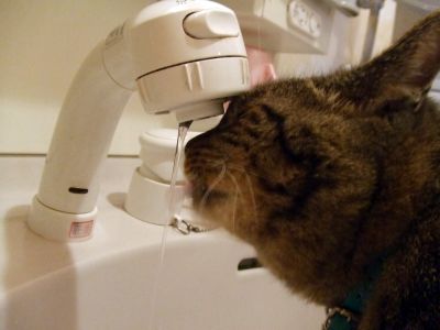 ++++うちのfelineちゃん　その2+++＋